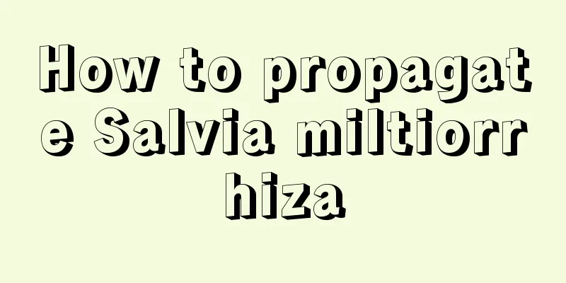 How to propagate Salvia miltiorrhiza