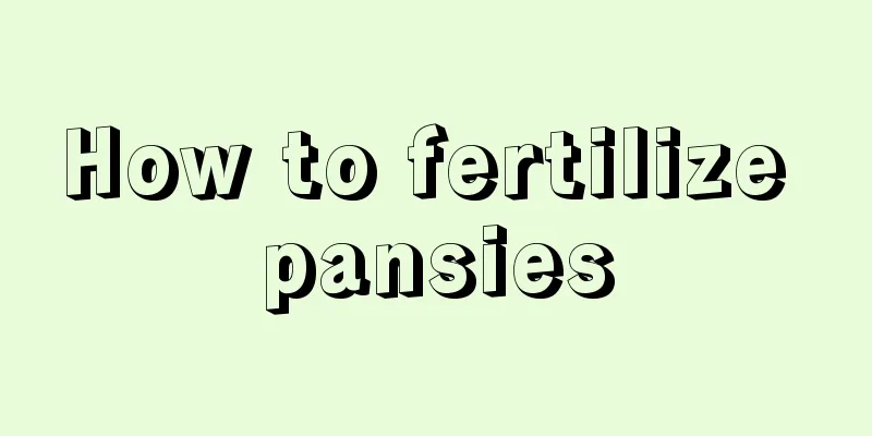 How to fertilize pansies