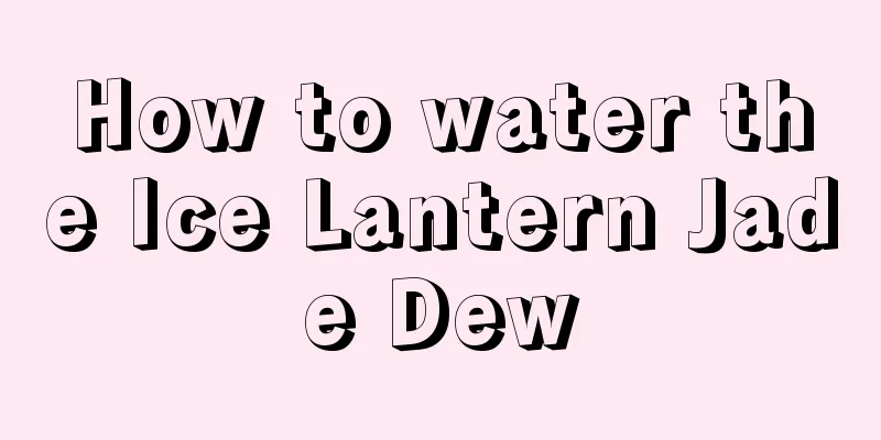 How to water the Ice Lantern Jade Dew