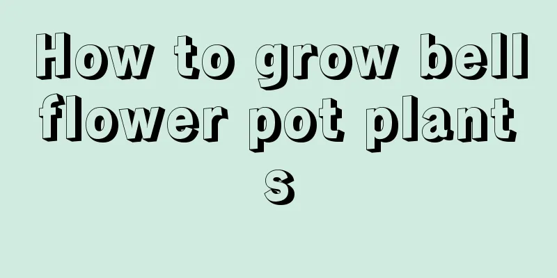 How to grow bellflower pot plants