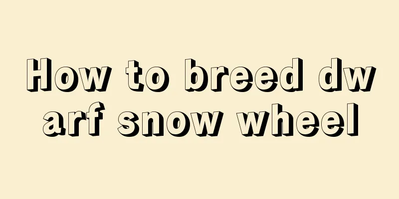 How to breed dwarf snow wheel