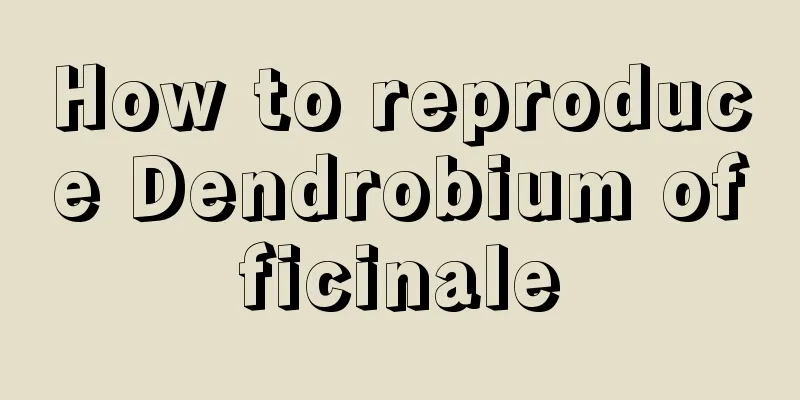 How to reproduce Dendrobium officinale