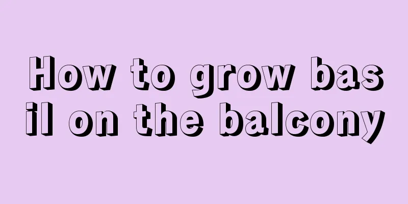 How to grow basil on the balcony