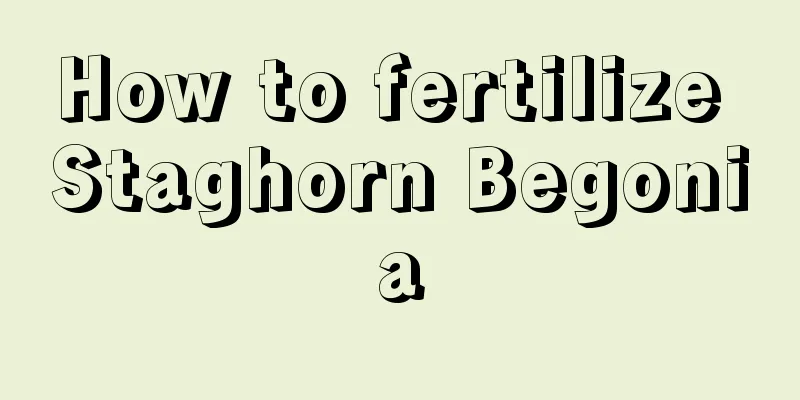 How to fertilize Staghorn Begonia