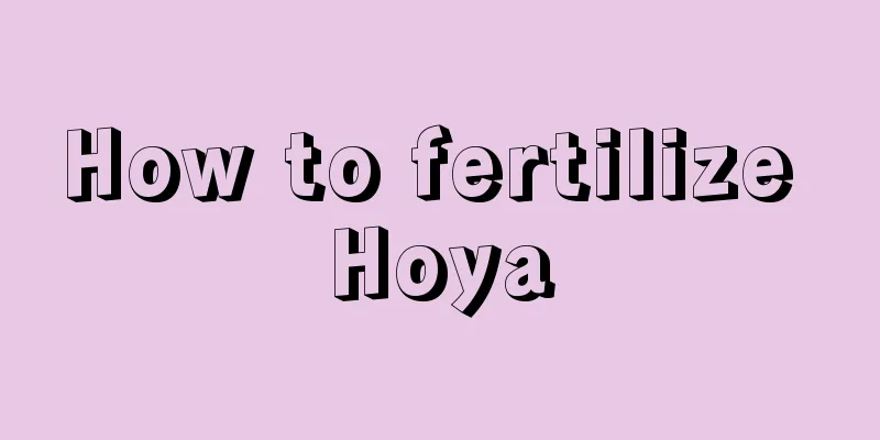 How to fertilize Hoya