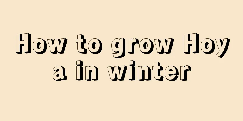 How to grow Hoya in winter