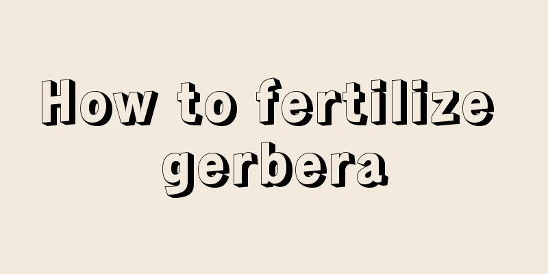 How to fertilize gerbera