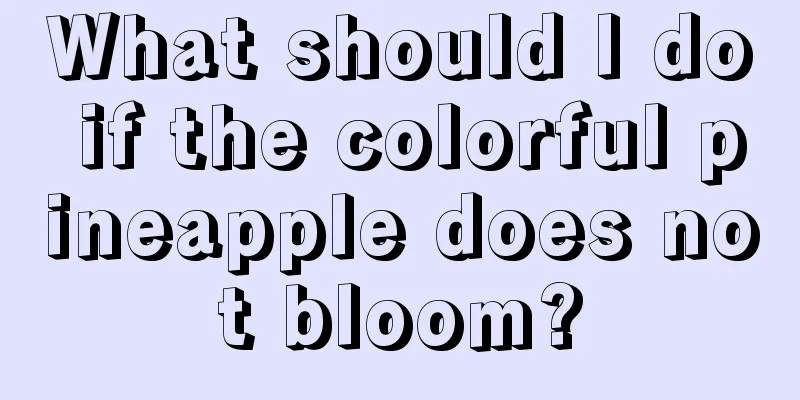 What should I do if the colorful pineapple does not bloom?