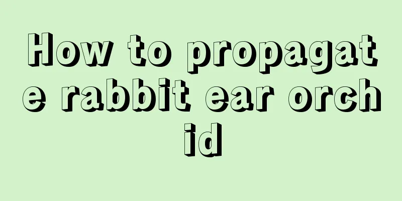 How to propagate rabbit ear orchid