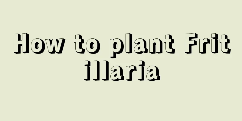 How to plant Fritillaria