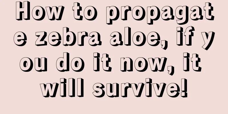 How to propagate zebra aloe, if you do it now, it will survive!