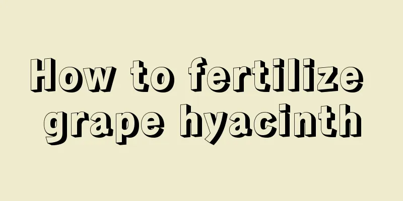 How to fertilize grape hyacinth