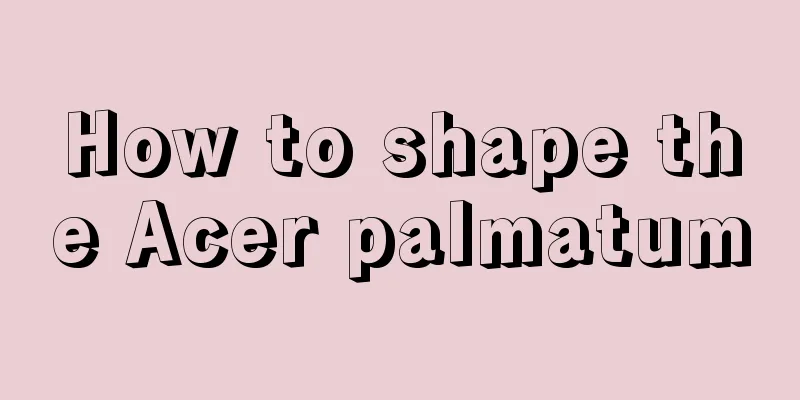 How to shape the Acer palmatum