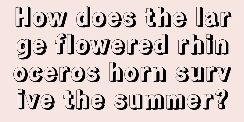 How does the large flowered rhinoceros horn survive the summer?