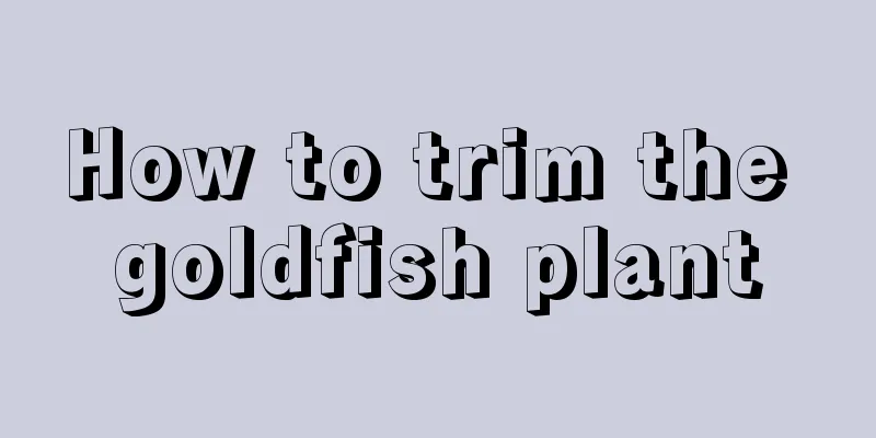 How to trim the goldfish plant