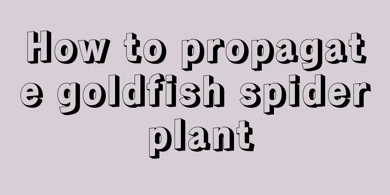 How to propagate goldfish spider plant