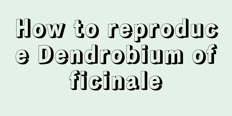 How to reproduce Dendrobium officinale