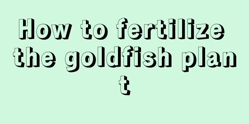 How to fertilize the goldfish plant