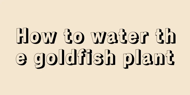 How to water the goldfish plant