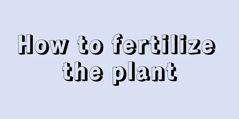 How to fertilize the plant