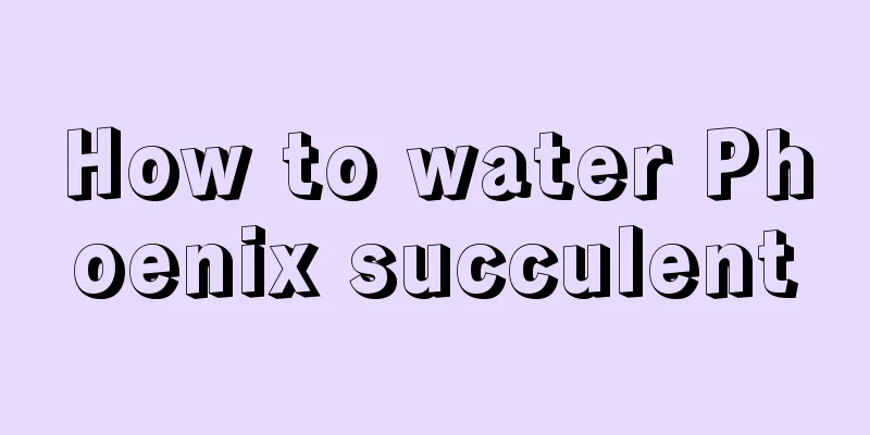 How to water Phoenix succulent