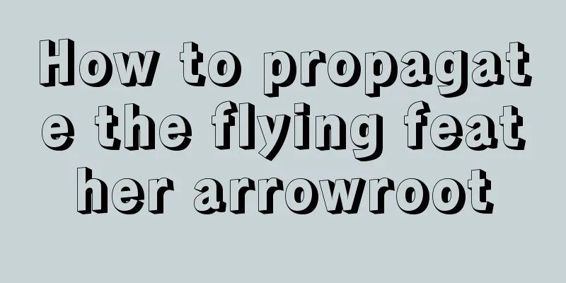 How to propagate the flying feather arrowroot