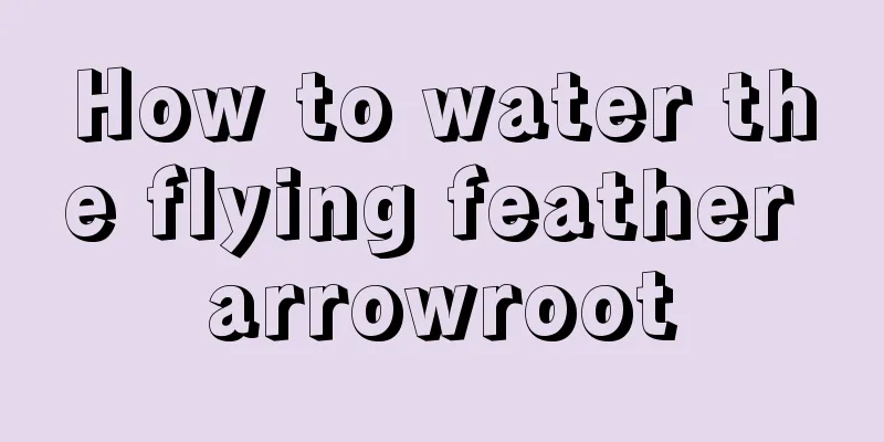 How to water the flying feather arrowroot