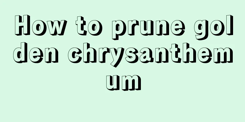 How to prune golden chrysanthemum