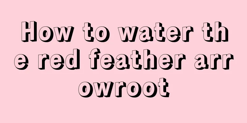 How to water the red feather arrowroot