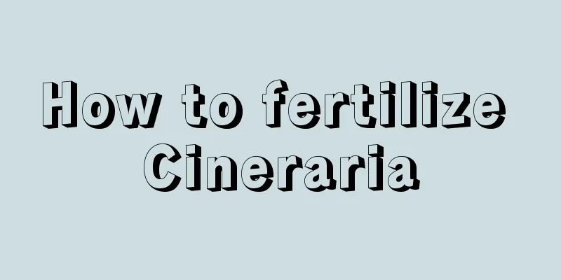 How to fertilize Cineraria