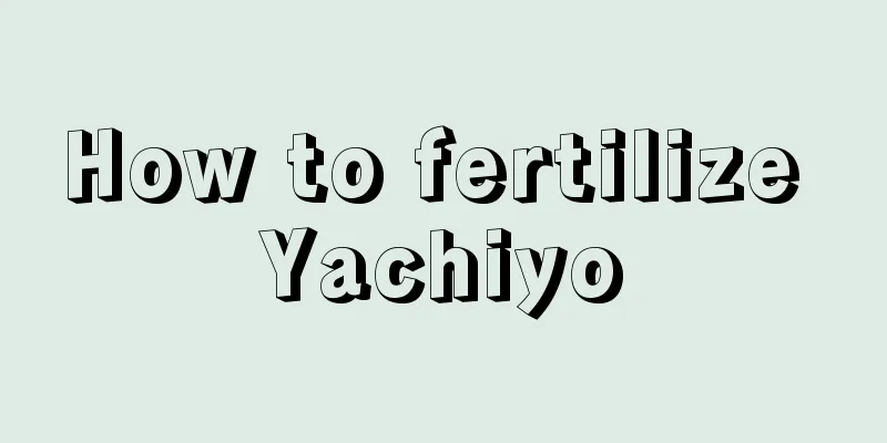 How to fertilize Yachiyo