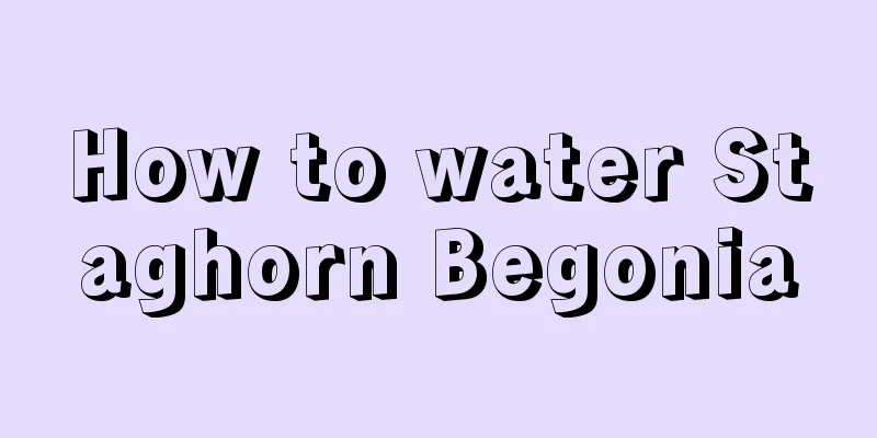 How to water Staghorn Begonia