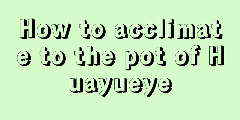 How to acclimate to the pot of Huayueye