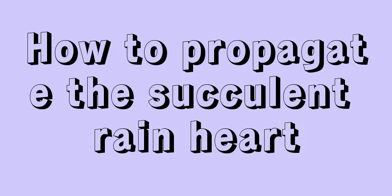 How to propagate the succulent rain heart