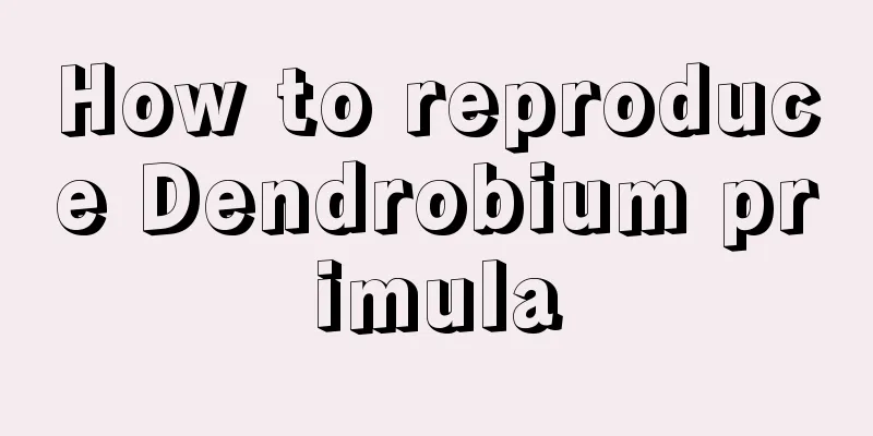 How to reproduce Dendrobium primula