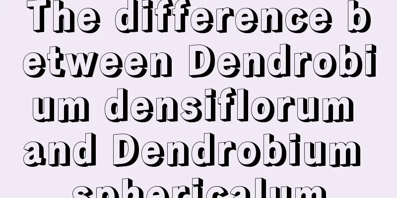 The difference between Dendrobium densiflorum and Dendrobium sphericalum