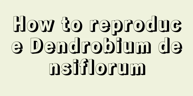 How to reproduce Dendrobium densiflorum