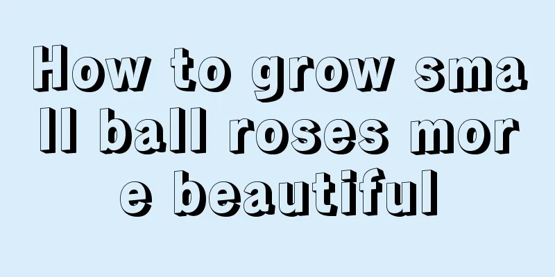 How to grow small ball roses more beautiful