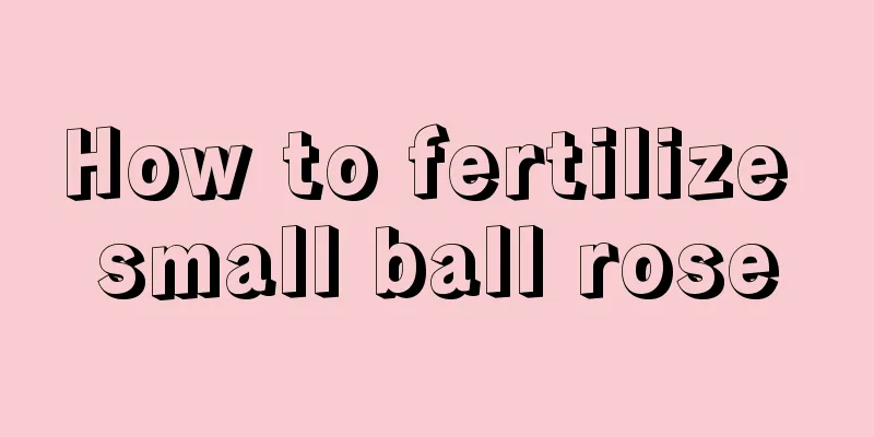 How to fertilize small ball rose