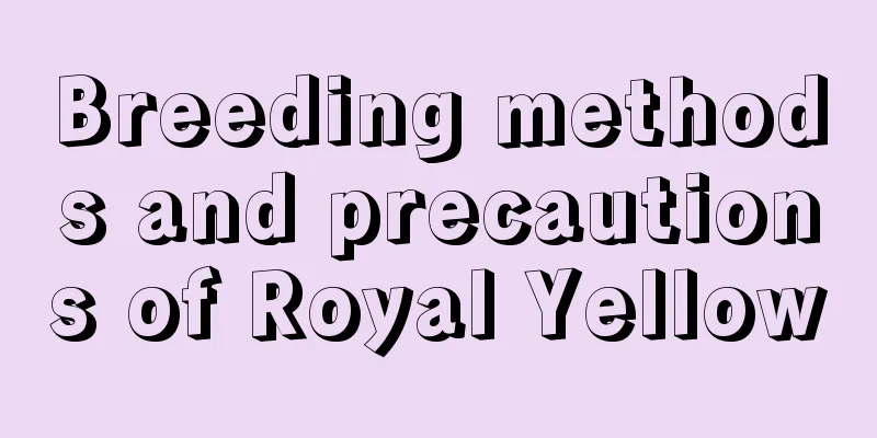 Breeding methods and precautions of Royal Yellow