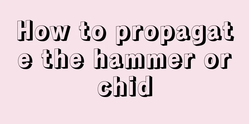 How to propagate the hammer orchid