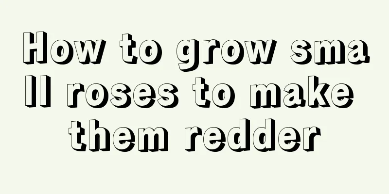 How to grow small roses to make them redder