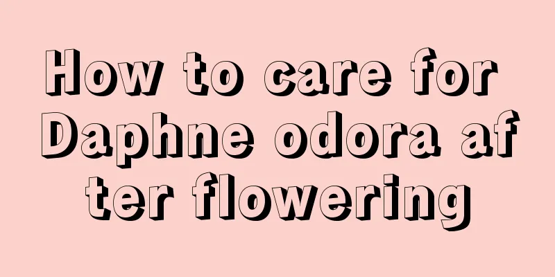 How to care for Daphne odora after flowering