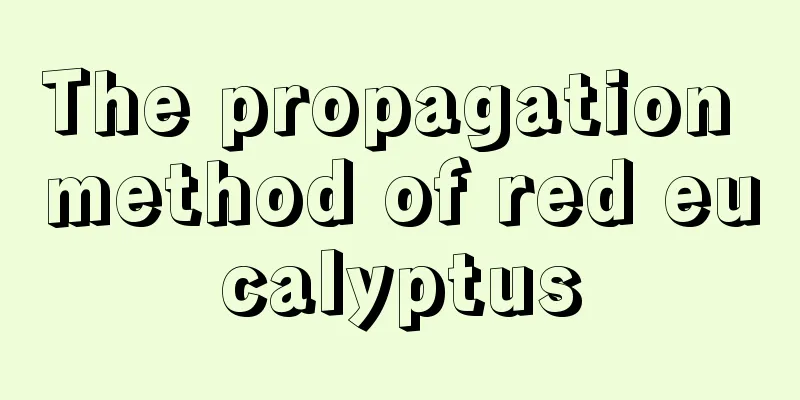 The propagation method of red eucalyptus