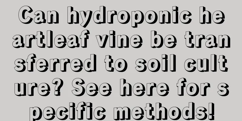 Can hydroponic heartleaf vine be transferred to soil culture? See here for specific methods!