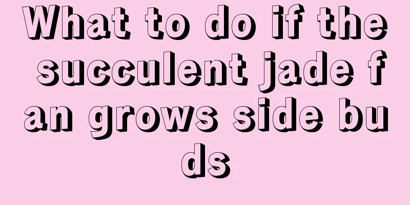 What to do if the succulent jade fan grows side buds