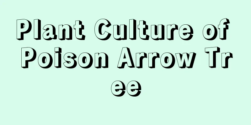 Plant Culture of Poison Arrow Tree