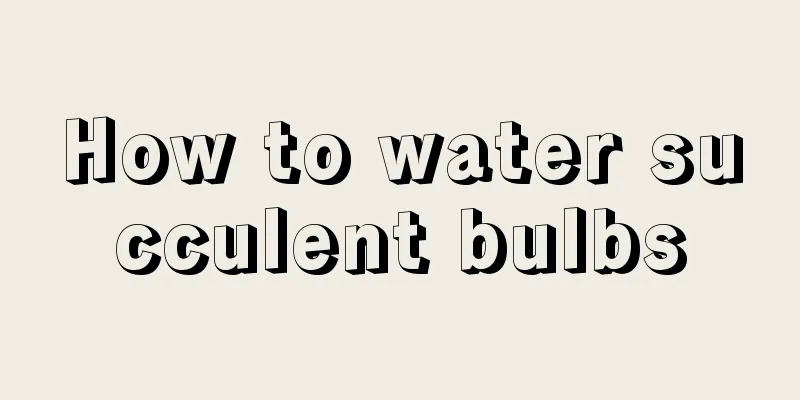 How to water succulent bulbs