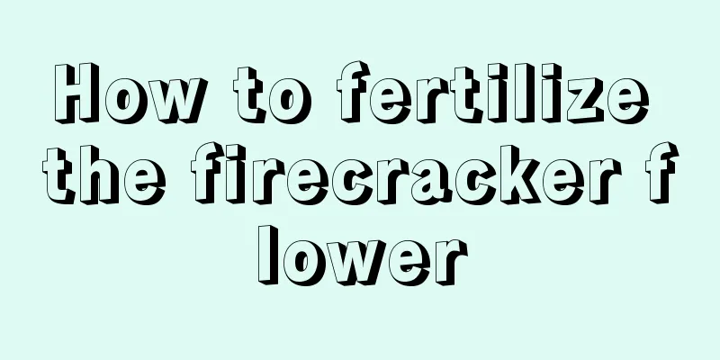 How to fertilize the firecracker flower