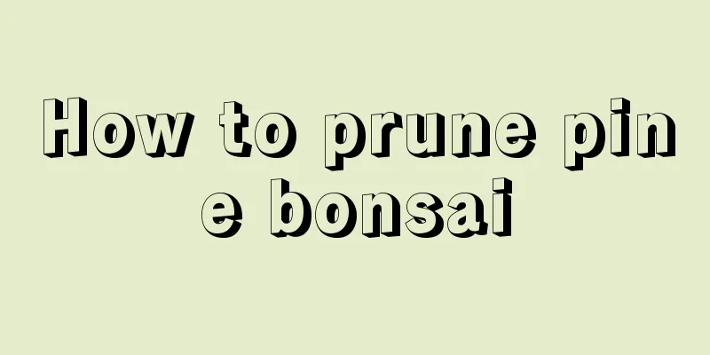 How to prune pine bonsai